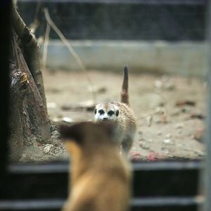 Yellow-throated marten meets its new neighbors