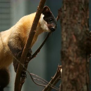 Yellow-throated marten