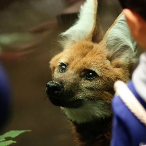 Maned wolf and visitors