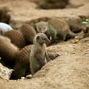 Baby banded mongoose