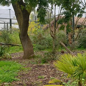 Fossa exhibit, Madagascar