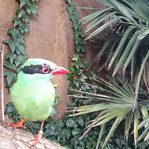 Javan Green Magpie