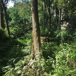 Disused Giant Panda Enclosure