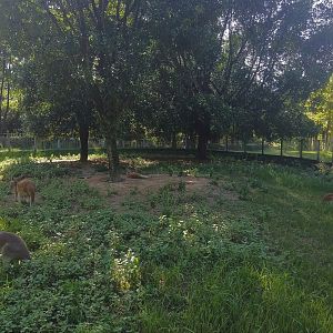 Red Kangaroo Paddock