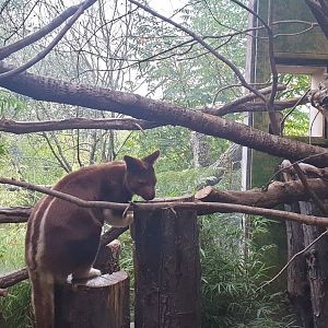 Goodfellow's Tree-kangaroo