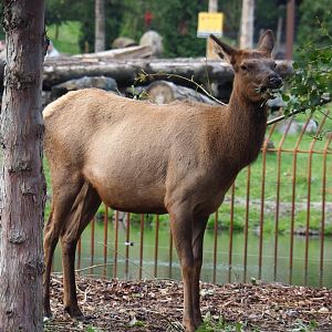 Wapiti (Non-subspecies specific Cervus canadensis) feeding on browse, 2019-10-04