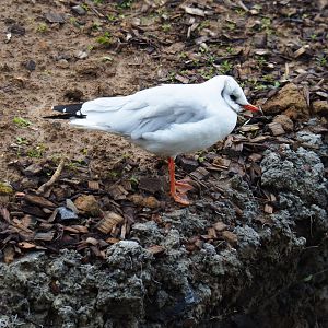 Wild Black-headed gull (Chroicocephalus ridibundus), 2019-10-04