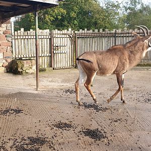 Roan antelope