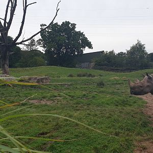 Black Rhino, Tsavo National Park
