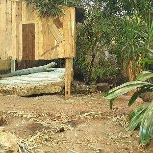 Komodo dragon exhibit