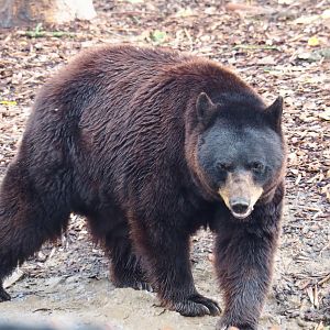 American black bear (Ursus americanus), 2019-10-04