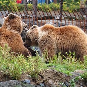 Fighting Eurasian brown bears (Ursus arctos arctos), 2019-10-04