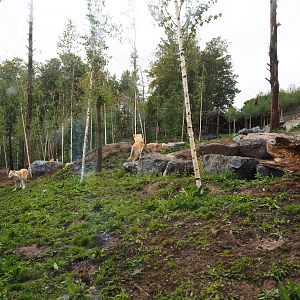Mackenzie Valley wolf exhibit, 2019-10-04