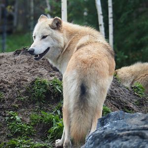 Mackenzie Valley wolf (Canis lupus occidentalis), 2019-10-04
