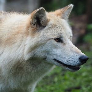 Mackenzie Valley wolf (Canis lupus occidentalis), 2019-10-04