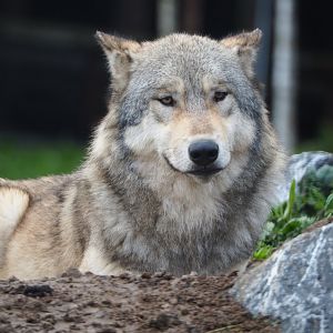 Mackenzie Valley wolf (Canis lupus occidentalis), 2019-10-04
