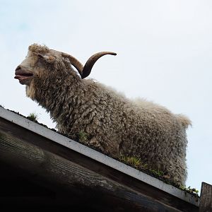 Angora goat (Capra aegagrus hircus) on the roof of the train hangar, 2019-10-04