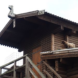 Roof on the backside of the train hangar - With sheep, 2019-10-04