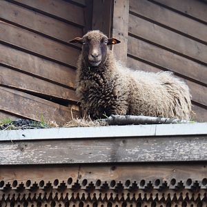 Sheep (Ovis aries) on the roof of the train hangar, 2019-10-04