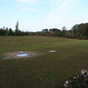 American plains bison exhibit, 2019-10-04