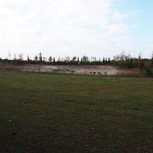 American plains bison exhibit, 2019-10-04