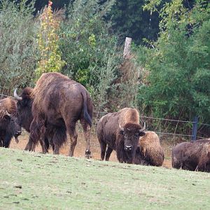 American plains bison herd (Bison bison bison), 2019-10-04