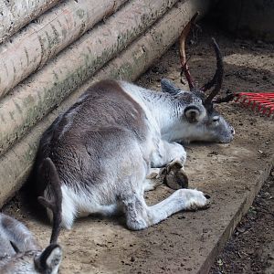 Domestic reindeer (Rangifer tarandus domesticus), 2019-10-04