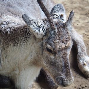 Domestic reindeer (Rangifer tarandus domesticus), 2019-10-04