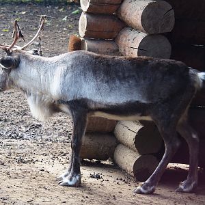 Domestic reindeer (Rangifer tarandus domesticus), 2019-10-04