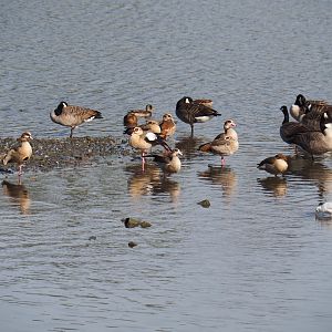 Canada geese (Branta canadensis) and Egyptian geese (Alopochen aegyptiaca), 2019-10-04