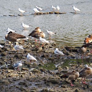 Geese and gulls at the side of the lake, 2019-10-04