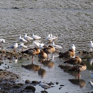 Egyptian geese (Alopochen aegyptiaca) and Black-headed gulls (Chroicocephalus ridibundus) at the side of the lake, 2019-10-04