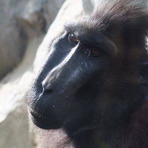 Sulawesi black macaque (Macaca nigra), 2019-10-04