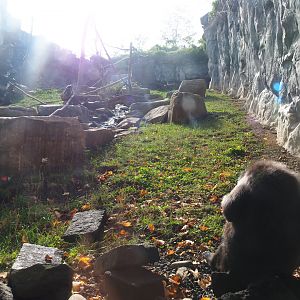 Sulawesi black macaque exhibit, 2019-10-04