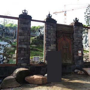 Sulawesi black macaque exhibit, 2019-10-04