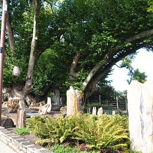 Lake-side gardens with large old plane trees, rocks and petrified wood, 2019-10-04