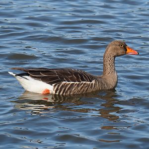 Western greylag goose (Anser anser anser), 2019-10-04