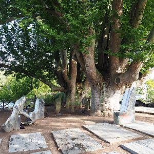 Lake-side gardens with large old plane trees, rocks and petrified wood, 2019-10-04