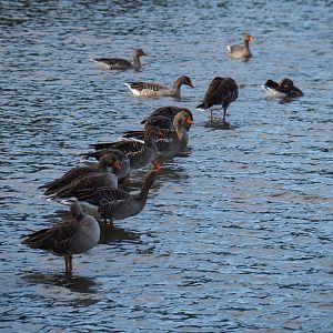 Western greylag geese (Anser anser anser), 2019-10-04