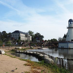 Black-footed penguin and Harbor seal exhibit, 2019-10-04