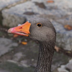 Western greylag goose (Anser anser anser), 2019-10-04