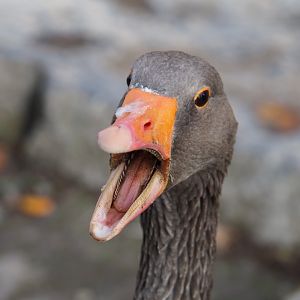 Western greylag goose (Anser anser anser), 2019-10-04