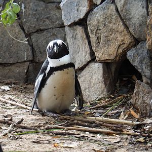 Black-footed penguin (Spheniscus demersus) near nesting rock, 2019-10-04