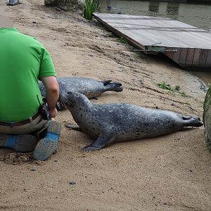 Keeper feeding Eastern Atlantic harbour seals (Phoca vitulina vitulina), 2019-10-04