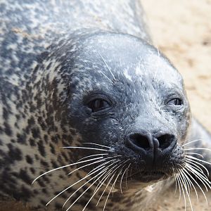 Eastern Atlantic harbour seal (Phoca vitulina vitulina), 2019-10-04