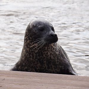 Eastern Atlantic harbour seal (Phoca vitulina vitulina), 2019-10-04