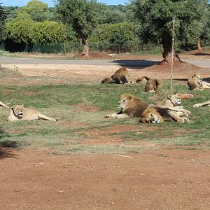 African Lion Reserve - Oct 2019