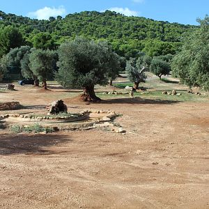 African Lion Reserve - Oct 2019