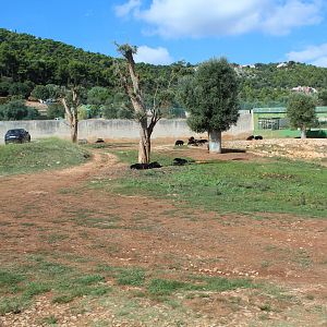 Asiatic Black Bear Reserve - Oct 2019