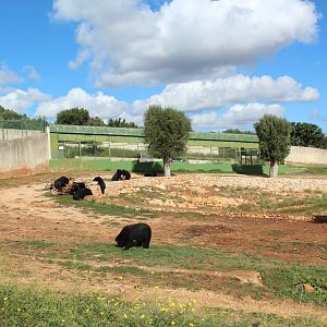 Asiatic Black Bear Reserve - Oct 2019